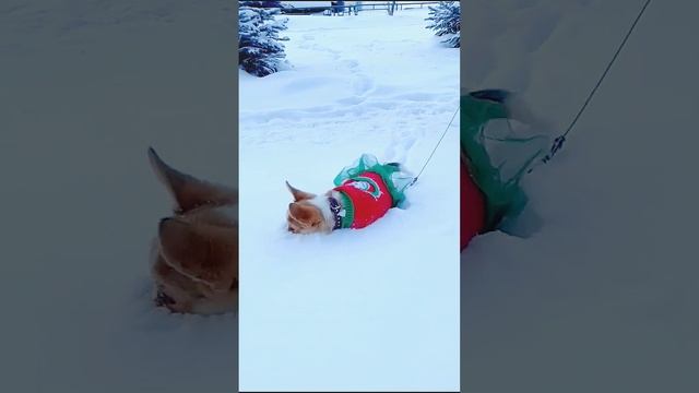 Зима, зимушка⛷️, а сугробы я люблю☃️#марти #корги #corgi #зима #winter #dog