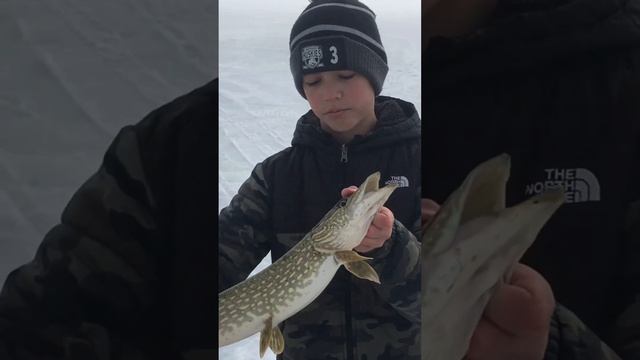 Northern Pike Release #icefishing #fish #fishing