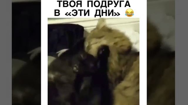 твоя подруга в ,,эти дни,,