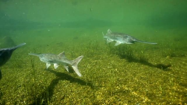 American Paddlefish (Polyodon Spathula) Vol. 2 | Spoon-billed Catfish | Mississippi Paddlefish