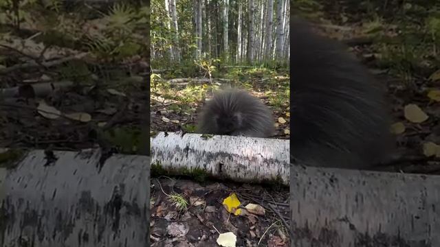 Очень сложное препятствие надо преодолеть 🥹