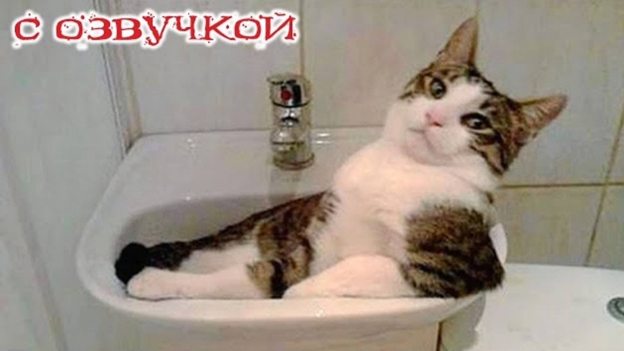 Приколы с котами Самые смешные животные С ОЗВУЧКОЙ УГАР