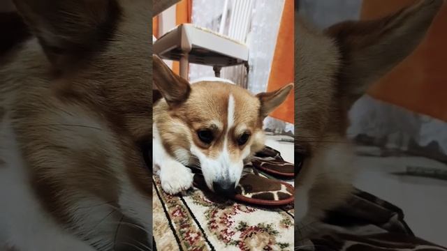 Злой Корги#марти #корги #злойкорги #рычит #злой #королевскийкорги #corgi #corgicrew #dog #top