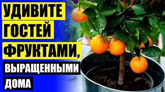 🔵 МИНИ ДЕРЕВЬЯ ДОМАШНИЕ КУПИТЬ ФРУКТОВЫЕ ⚡