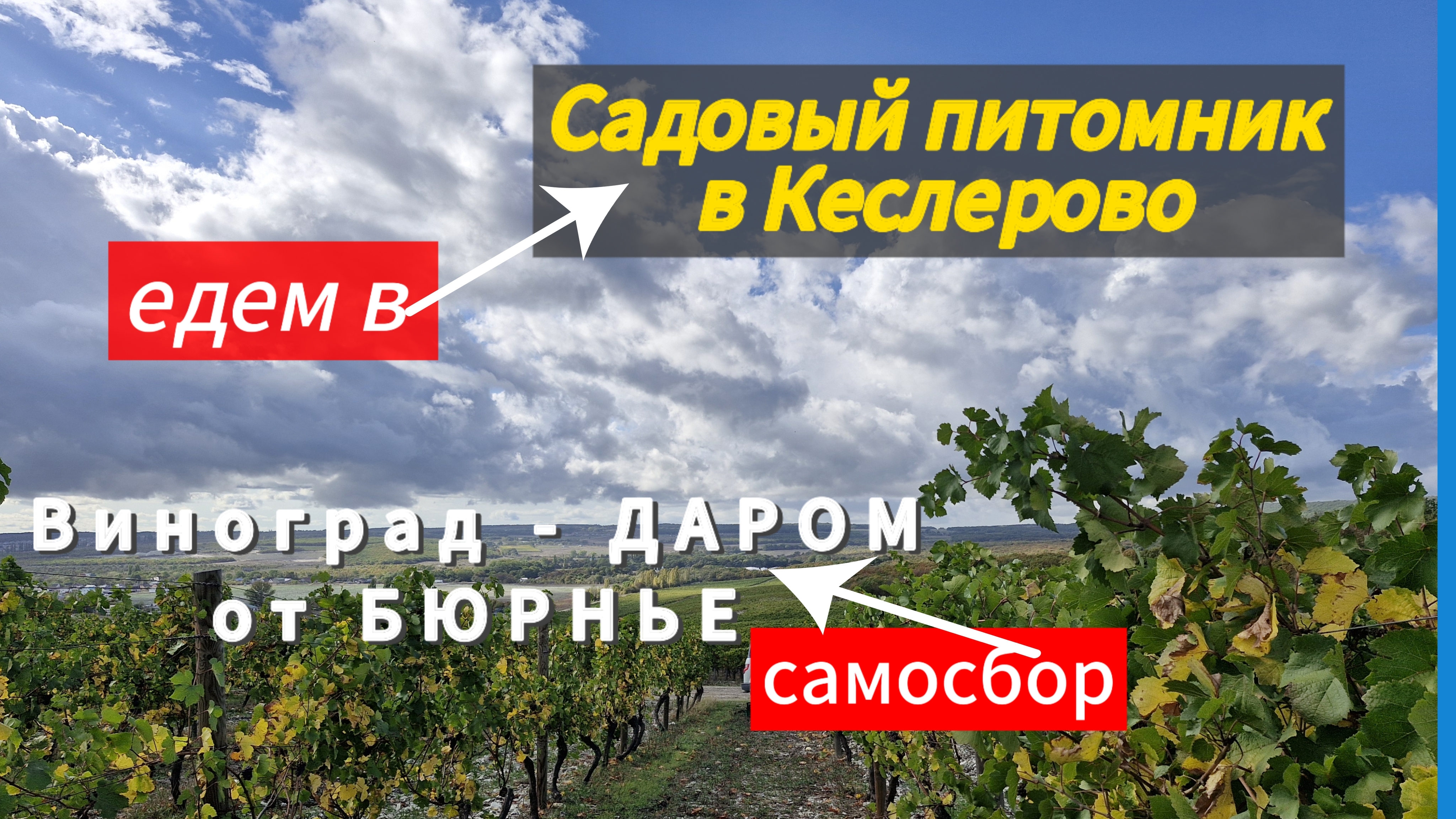 Собираем ВИНОГРАД.Едем в ПИТОМНИК.Бюрнье.Кеслерово