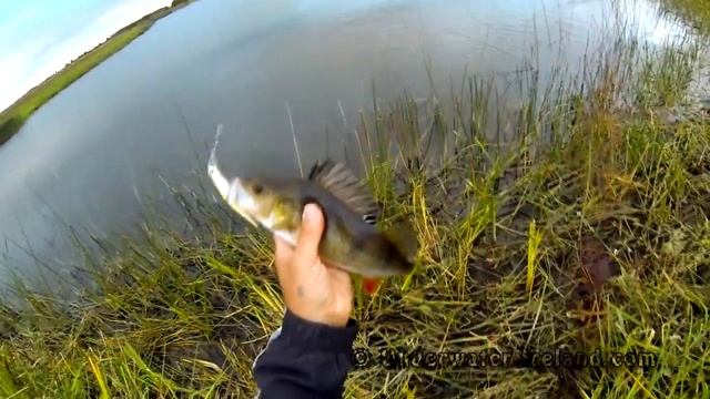 River Suck pike & perch fishing / twitching with lures & Gopro. Рыбалка щука и окунь на воблер.