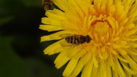 пчеловидные насекомые на одуванчике наблюдение в Новгородской области, Ушерско, 5 октября 2024