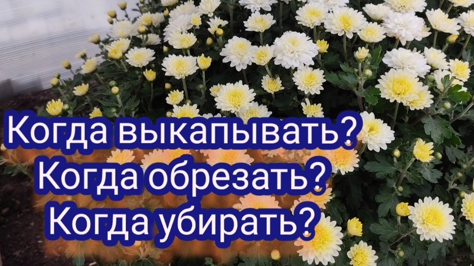 Хризантема осенью. Отвечаю на ваши вопросы.