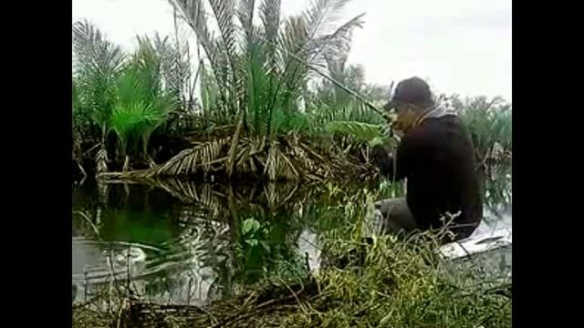 Mancing ikan gabus dengan umpan kodok hidup - 1 kali lempar langsung hook up