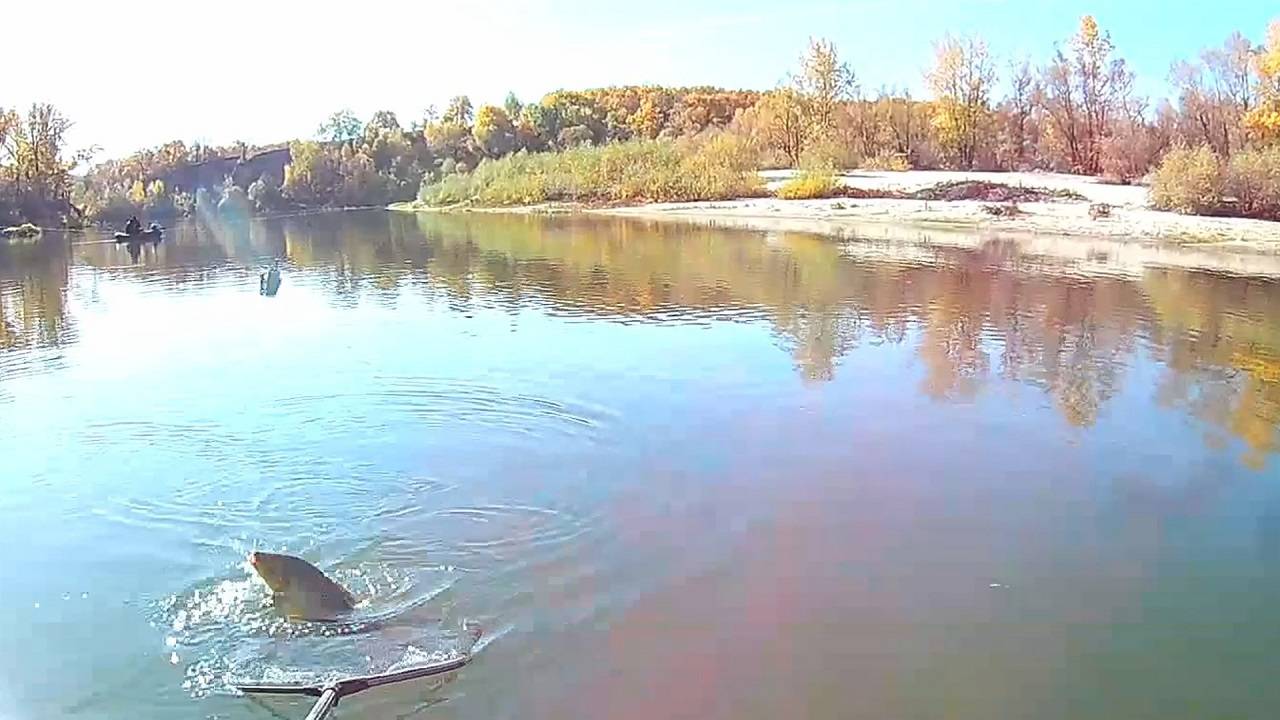 Вот такая удачная рыбалка на сазана на реке.Ловля сазана с лодки.Как поймать сазана осенью