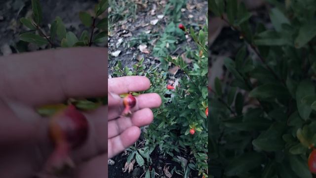 Плодик граната НАНА завязался  #shorts #garden #дача #сад