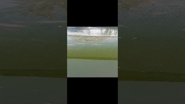 осень обстановка в пруду