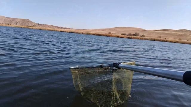 Щука у моего папы поймали на корасиновая озере в городе орск