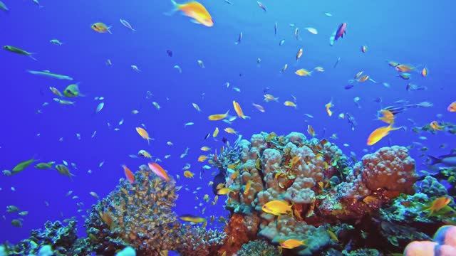 OCEAN ANIMAL ADVENTURES