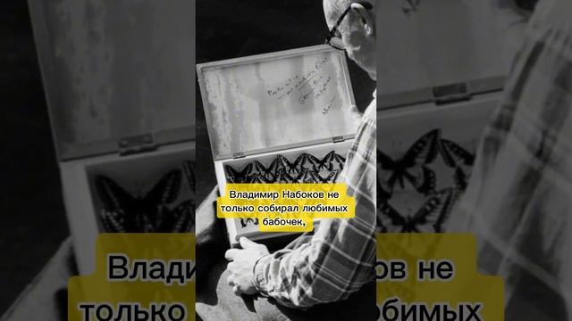 Набоков. Бабочки #писатели #литература #набоков #рекомендации