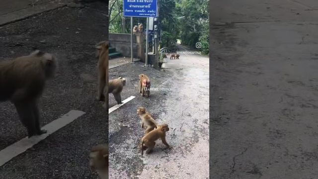 Phi-Phi Islands острова Пхи-Пхи нарезка