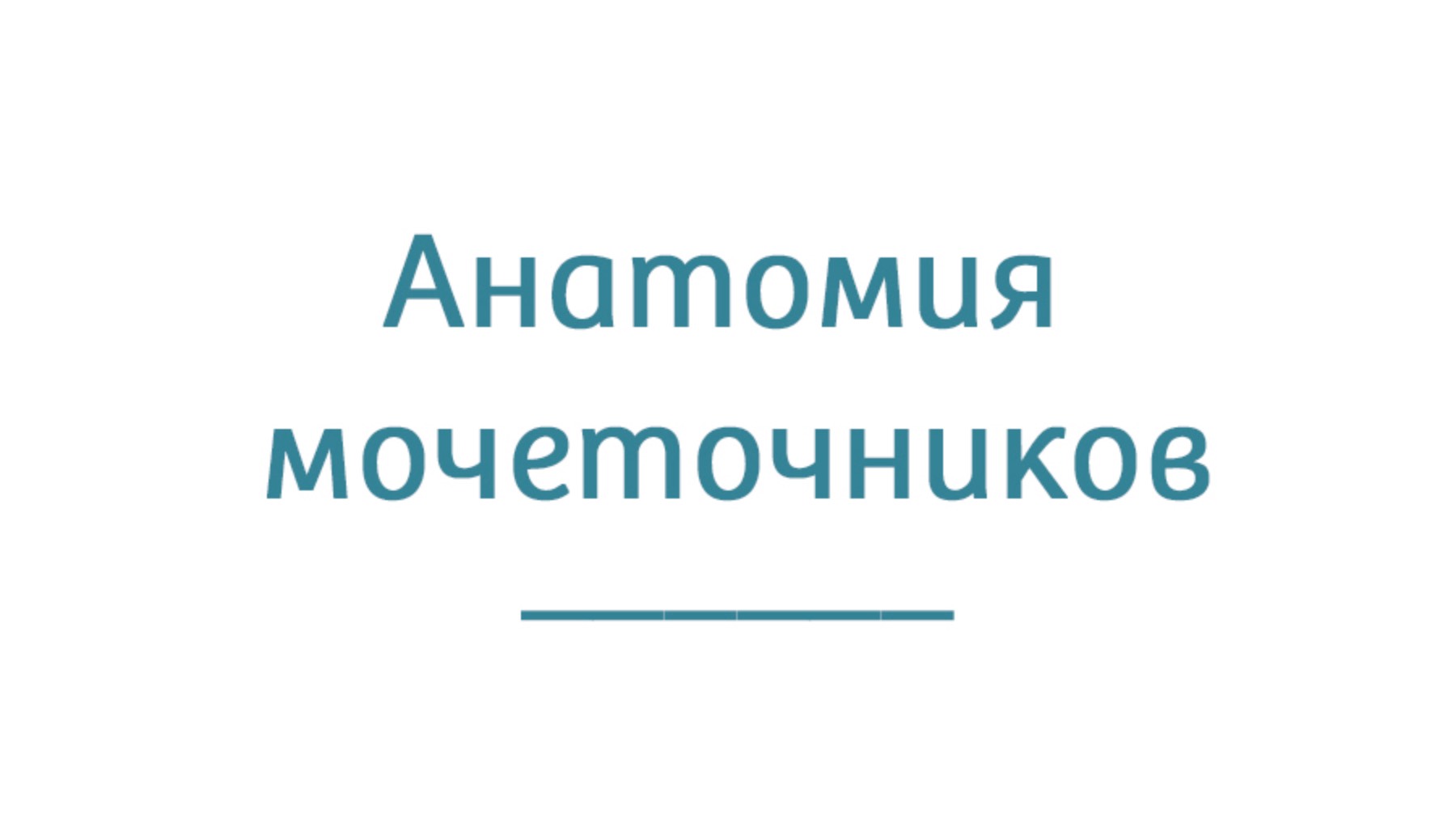 Анатомия мочеточников