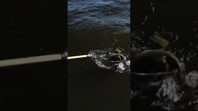 $1,000 Fishing Lure Fools a GIANT Bass