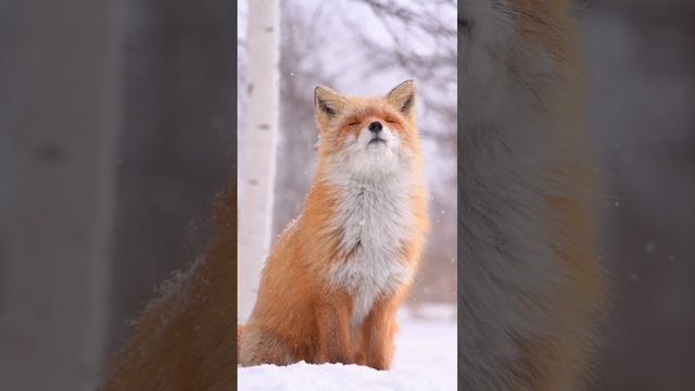 Совсем скоро ❄️