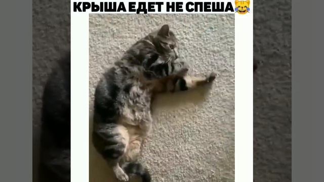 крыша едет неспеша