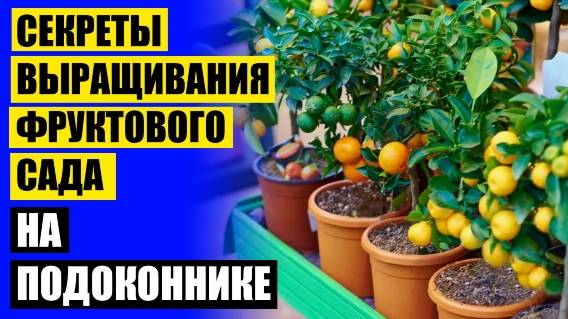 🤘 Самые неприхотливые комнатные растения для квартиры 🔵 Карликовые деревья для дома челябинск ⚡