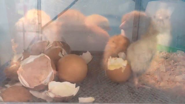 New Born Baby CHICKS Life style 🐣😀 So cute ☺️ aik dosray k oper sotay Hain 😅 Funny Moments