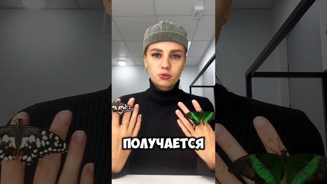 Сколько раз, она сказала получается 😂 Бабочки в ТГ:Nina Wina #бабочка #блогер #блогеры #питомцы