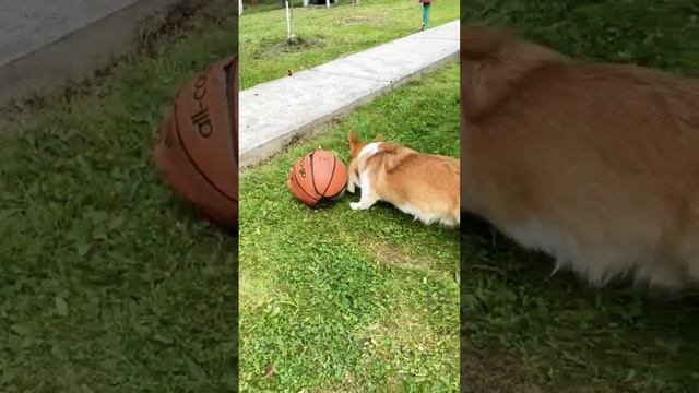 Потрошитель#корги #марти #щенок #corgi #puppy #dogs #грызун #баскетбол #мяч