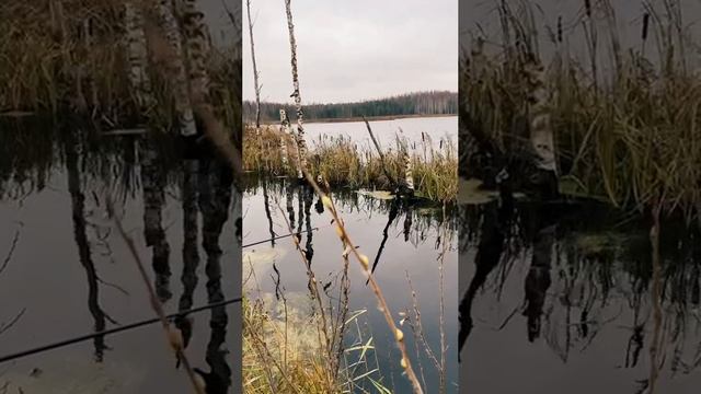 Торфяной водоем осенью.