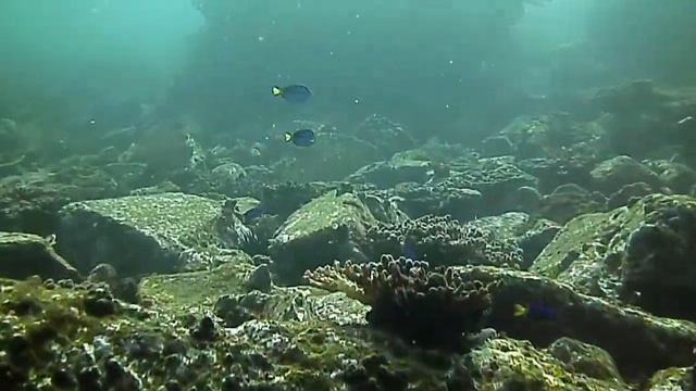 Solitary Islands NSW Double Dive