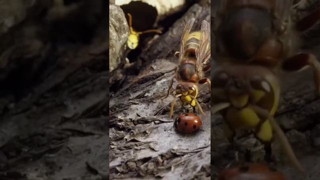 Шершень обижает божью коровку