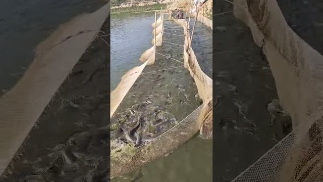 Fishing,Fish trap,Fish hunting,Traditional Farmer Chinese Catching Fish By Hand in Pond Water