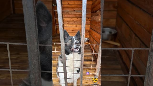 Огнеборцы на переправе в Сургуте помогли привести в порядок вольеры для собак ❤️🐕