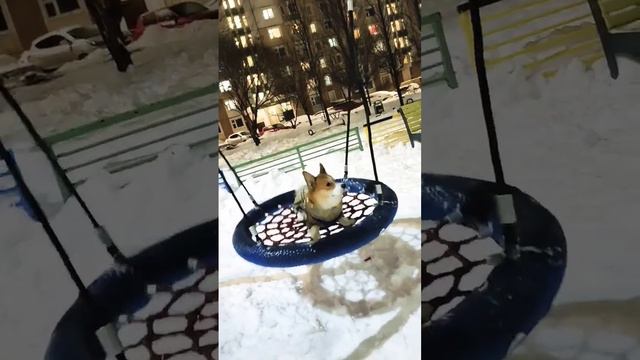 Corgi RelaxГуляем,отдыхаем#марти #корги #релакс #зима #corgi #relaxing #dog #winter