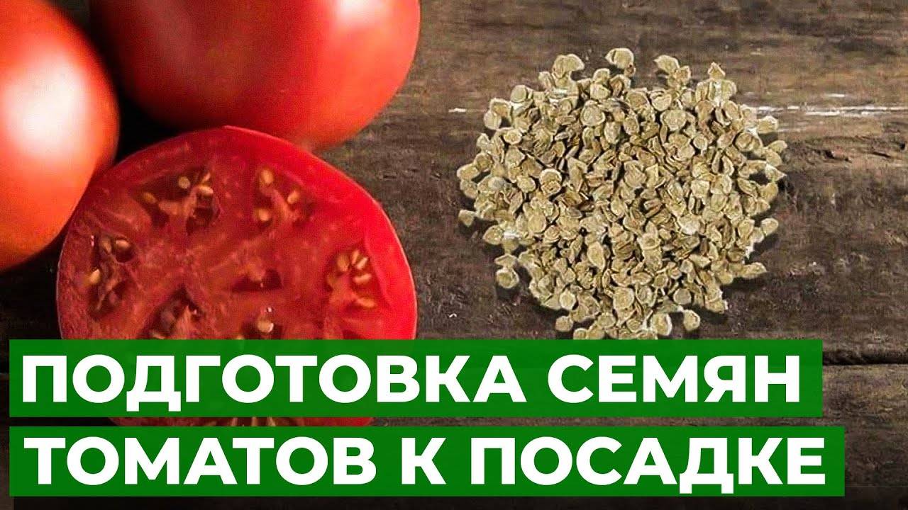 Как приготовить семена томатов для хранения.