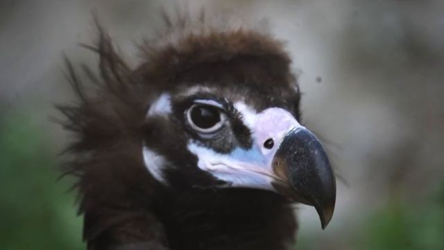 🦅В Московском зоопарке пополнение — чёрный гриф🦅