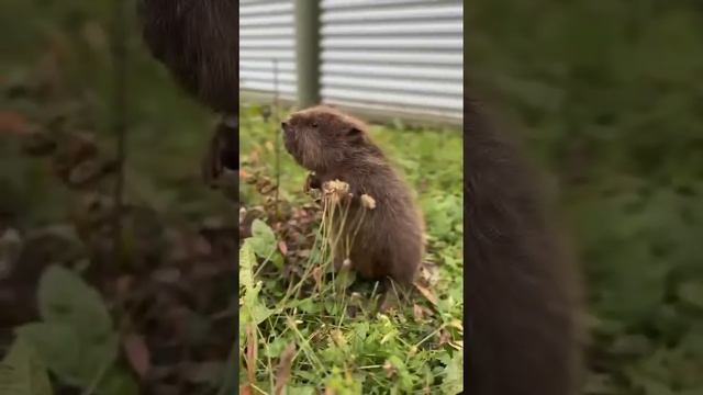 😍Милый Устюжок передает всем осенний привет😍