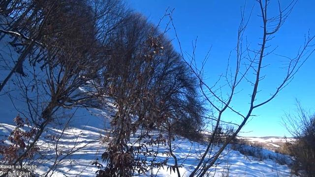 Загонная охота на хищника! Встреча с Кабаном. Meeting with a boar on the hunt.