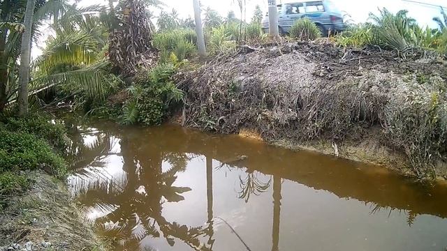 Casting Haruan Gabus Di Parit Tepi Jalan - Mama Gabus Kurus Rakus