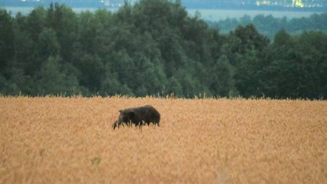 Дикий кабан в поле. Wild pig. Wild boar.