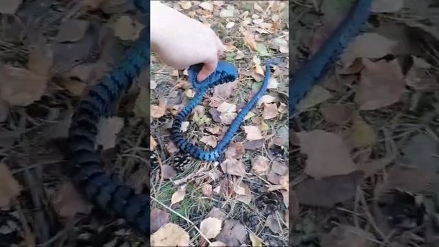 🐍✨ Мерцающая кобра из 3D принтера