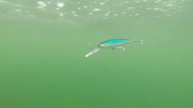 How Lures Swim  Rapala X Rap Magnum 20