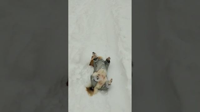 Как Вам мой новый наряд?#марти #королевскийкорги #корги #зима #corgi #dog #winter