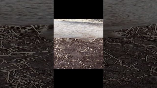 Завёл живность кабанчики.