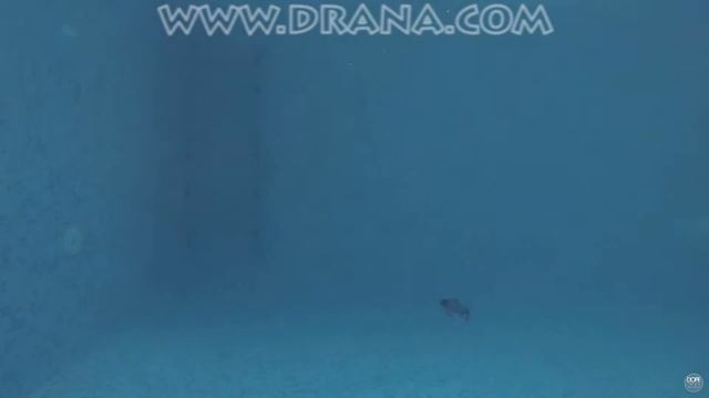 Swimming Small Grey Pike of DRANA