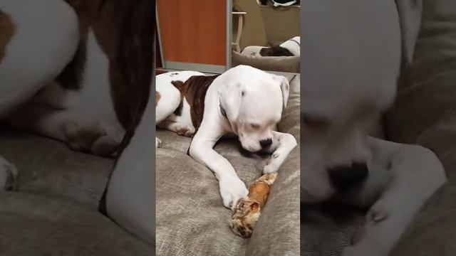 #dog #pets #shortvideo #shorts