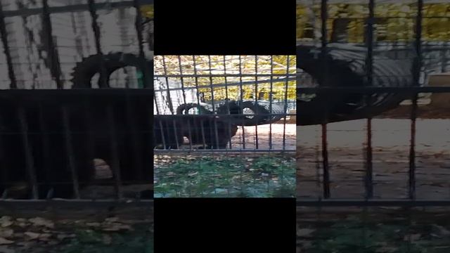 Саша Маша в зоопарке