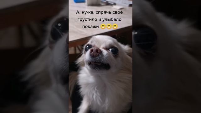 спрячь грустило и улыбало покажи 😁