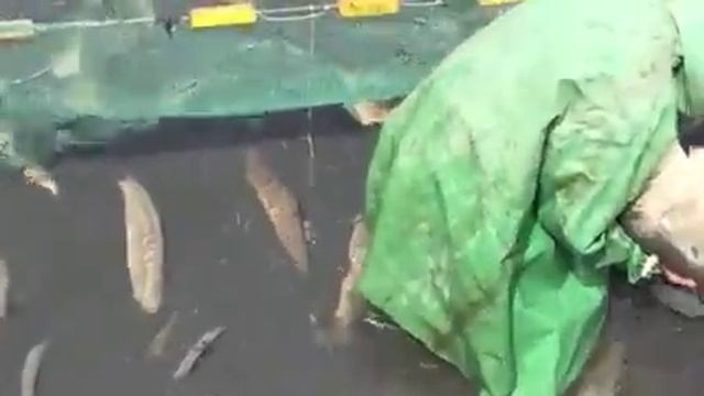 Вылов рыбы в Печенежском рыбхозе