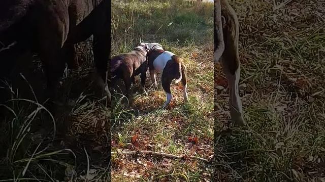 Американский бульдог #собака #americanbulldog #dog #щенки #американскийбульдог